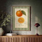 WONDERWALL 'L’Atelier Fun Collection' Vintage Orange Slice Botanical Study