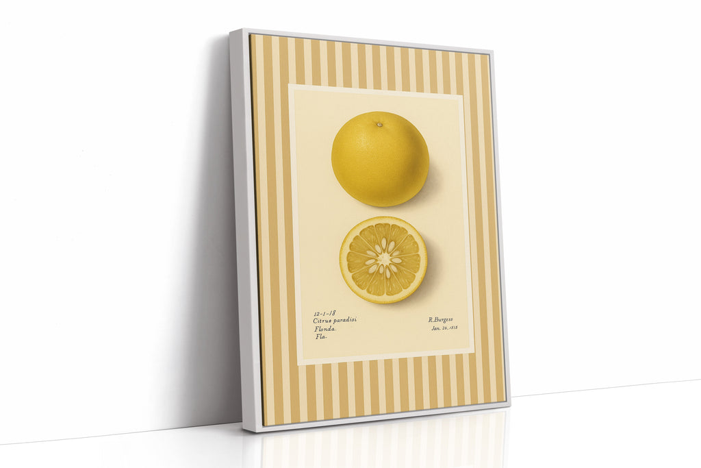 WONDERWALL 'L’Atelier Fun Collection' Florida Grapefruit Vintage Botanical Art