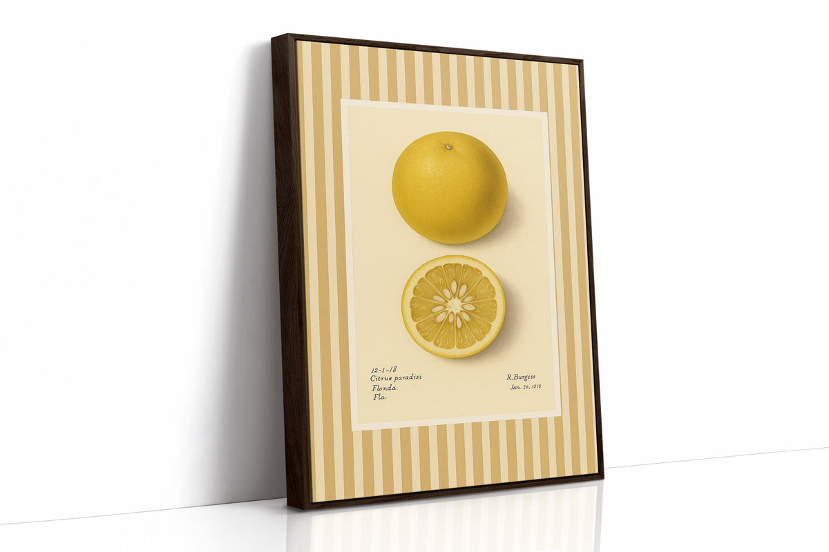 WONDERWALL 'L’Atelier Fun Collection' Florida Grapefruit Vintage Botanical Art