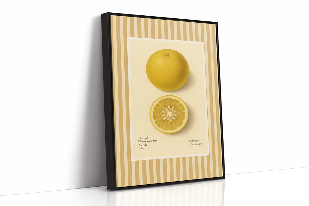 WONDERWALL 'L’Atelier Fun Collection' Florida Grapefruit Vintage Botanical Art