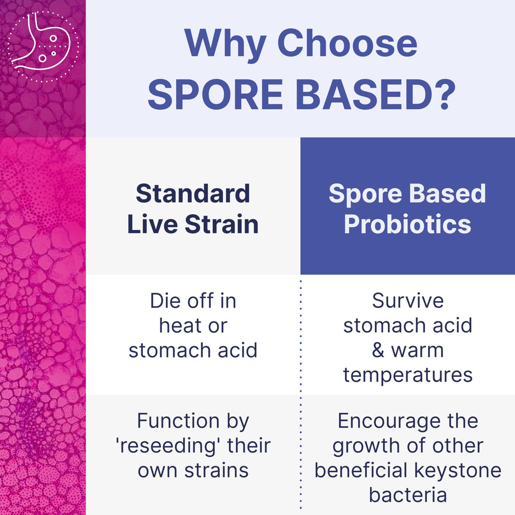 Spore - Based Probiotic for Women & Men | Shelf - Stable Digestive Support | Travel - Friendly