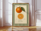 WONDERWALL 'L’Atelier Fun Collection' Vintage Orange Slice Botanical Study