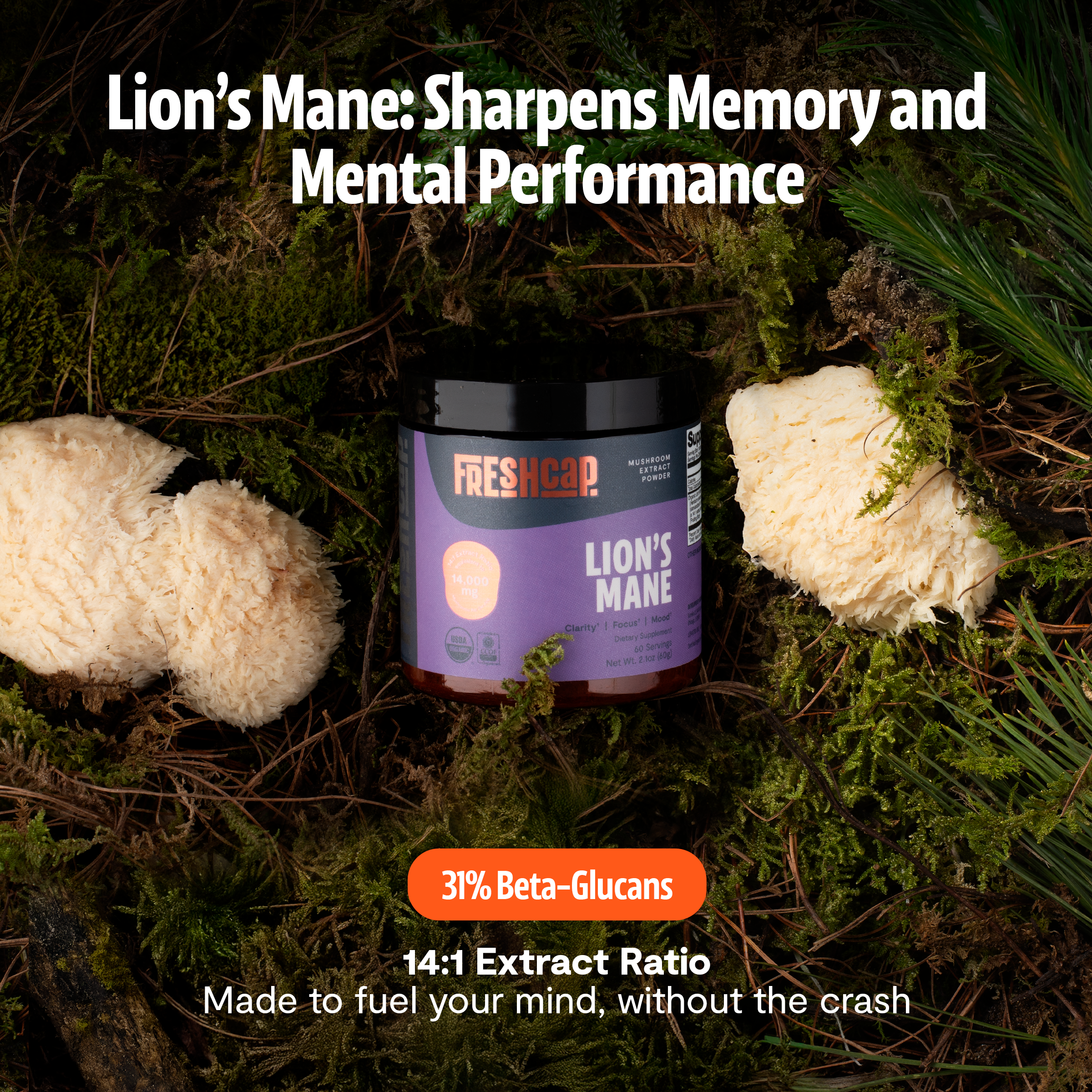Lion's Mane Mushroom Extract Powder