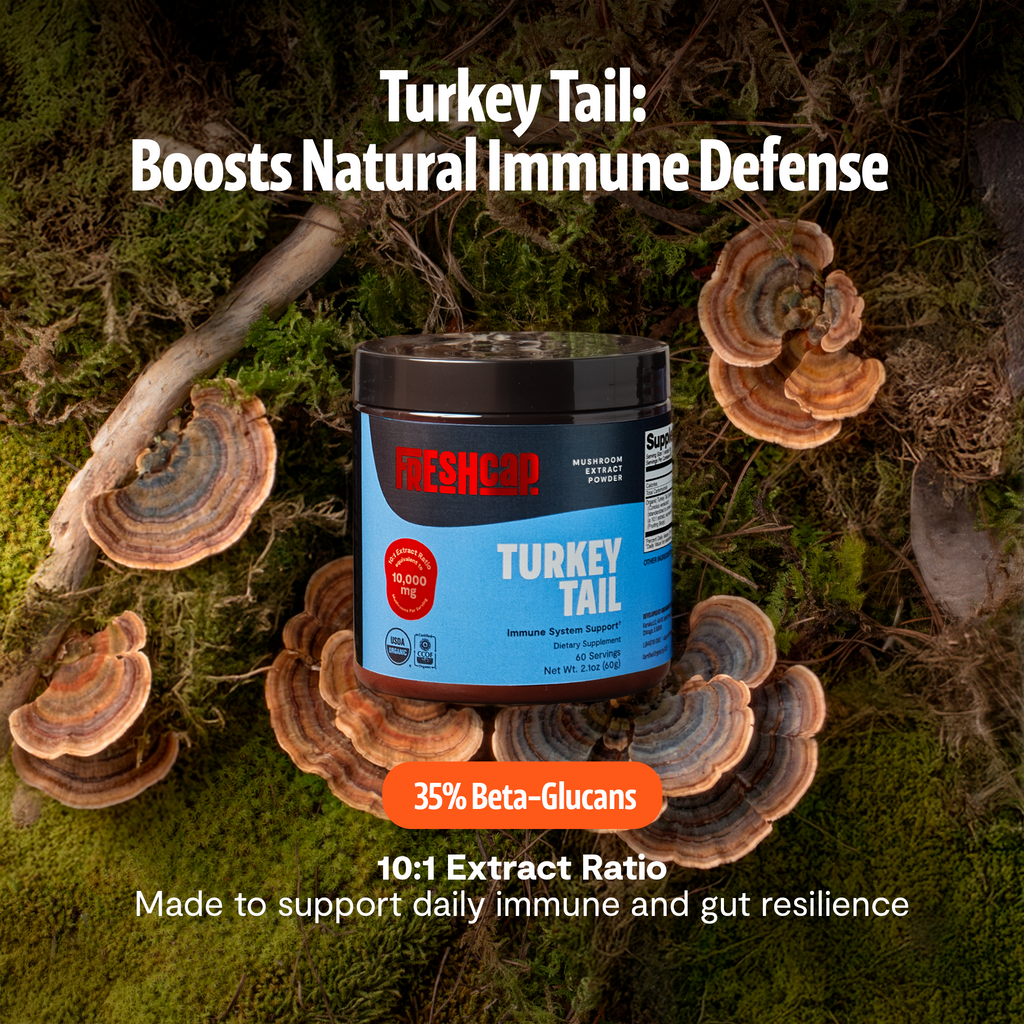 Turkey Tail Mushroom Extract Powder