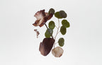 BODY FRAGRANCE - SMOKED ORRIS - WONDERWALL