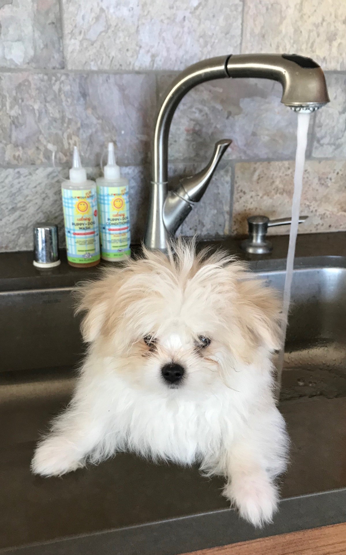 Calming™ Puppy + Dog Wash & Conditioner Set - WONDERWALL