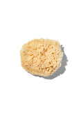 Natural "Wool" 3-4" Sea Sponge - WONDERWALL