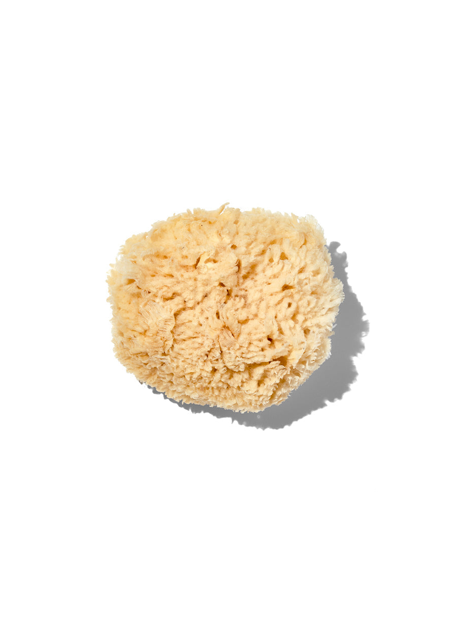 Natural "Wool" 3-4" Sea Sponge - WONDERWALL