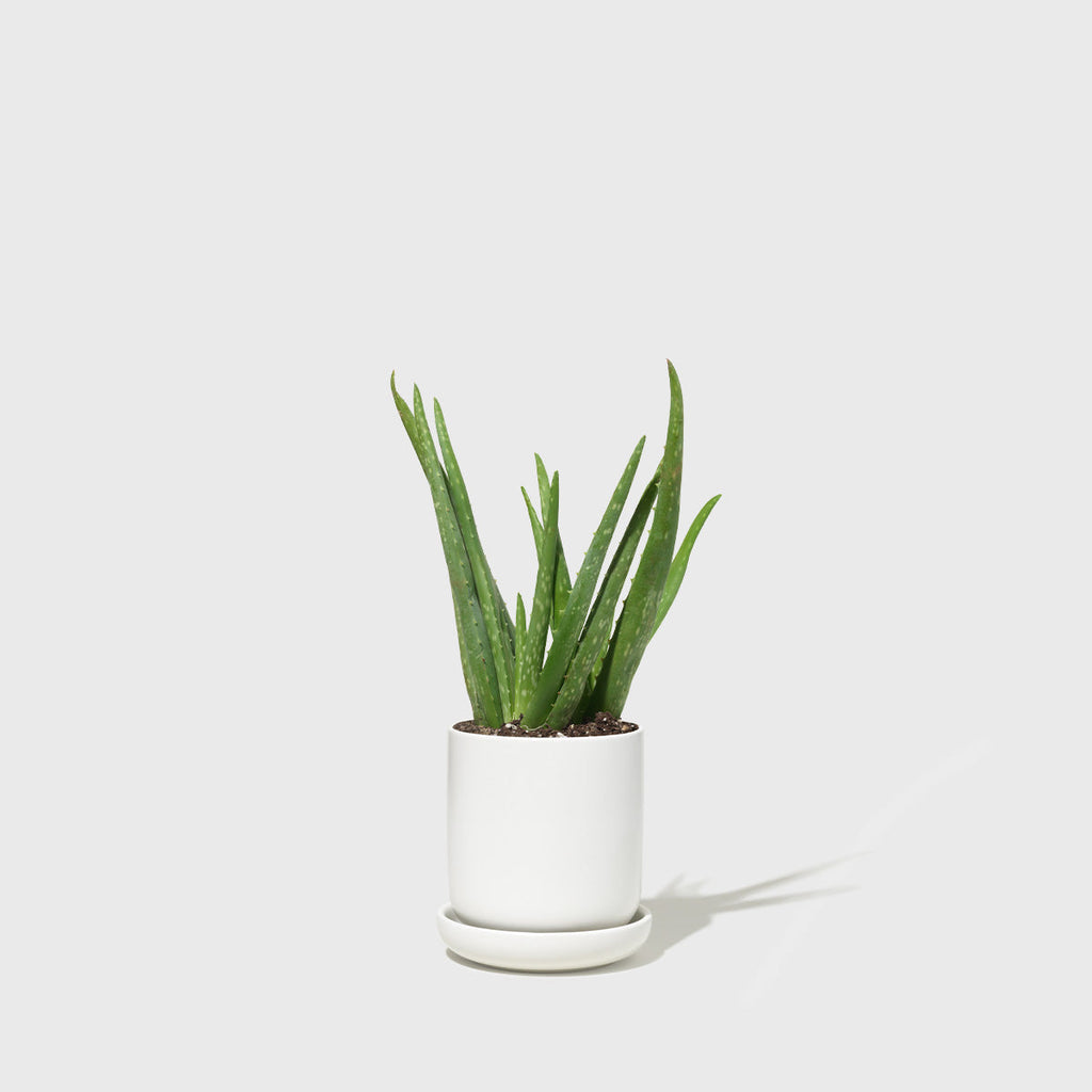 Small Stoneware Planter