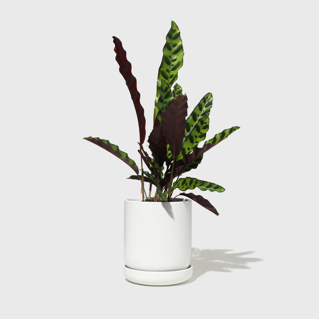 Medium Stoneware Planter