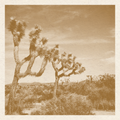 Joshua Tree Print