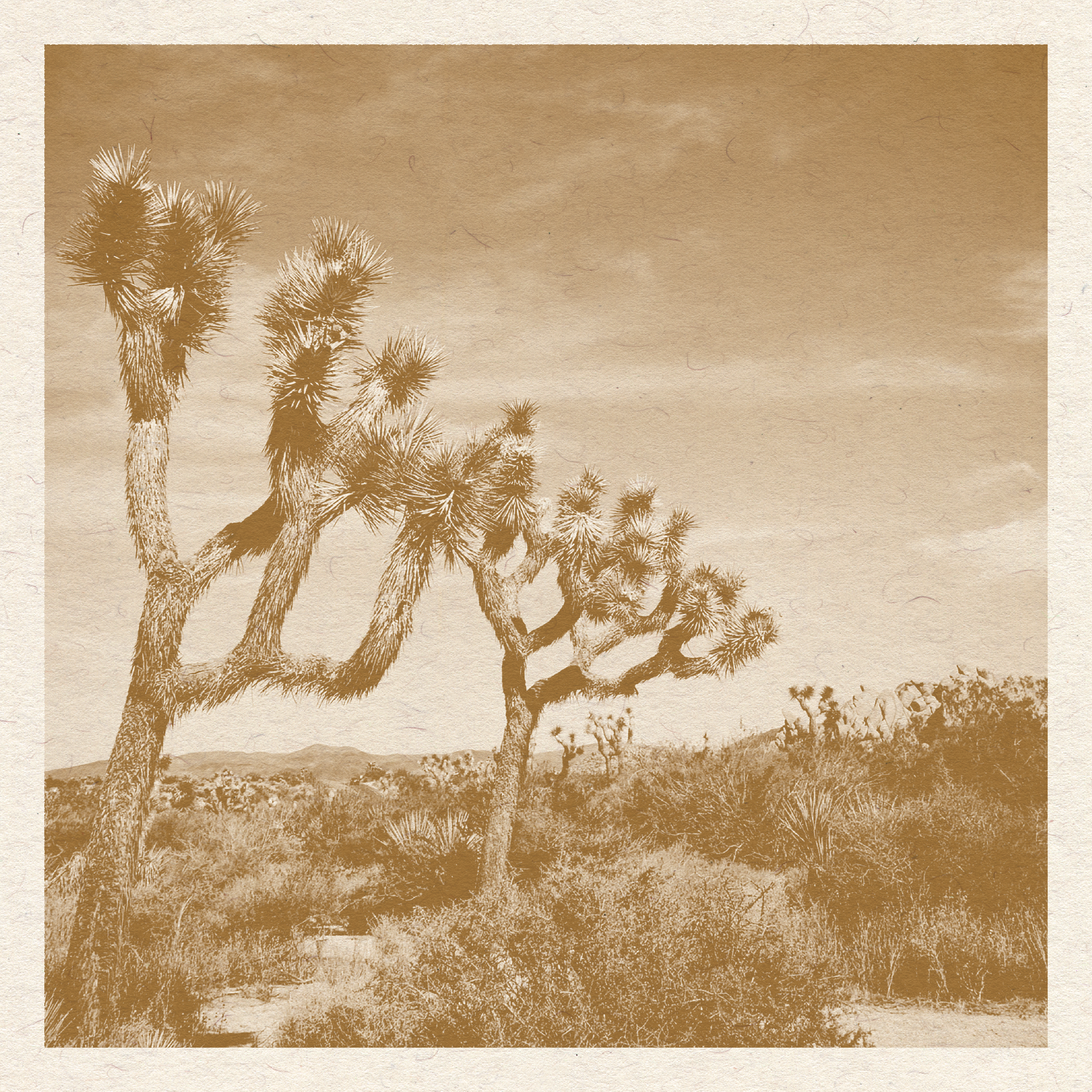 Joshua Tree Print