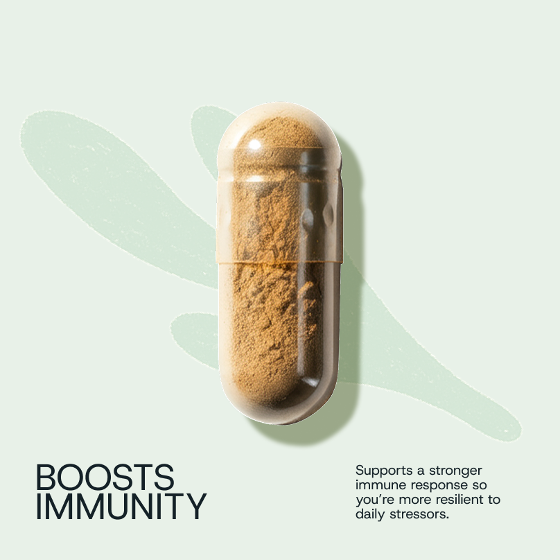 Daily Probiotic Refill Packs - WONDERWALL
